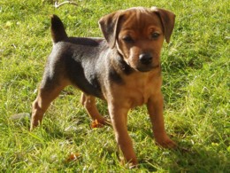 klick for Original ... 